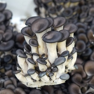 [땡스팜] 무농약 느타리버섯 2kg 국내산 산지 발송